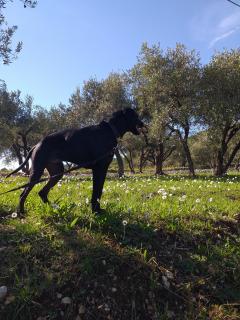 Service garde animaux